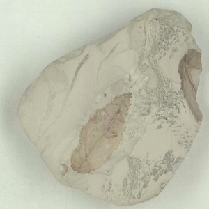 ニセチドリノキ