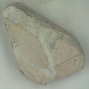 ニセチドリノキ