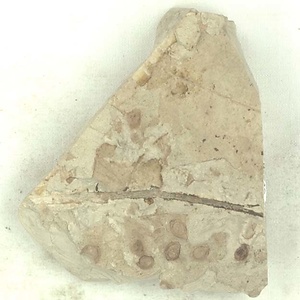 所属不明の種子または果実