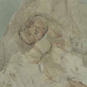 所属不明の種子または果実