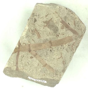 キョクチトクサ