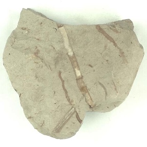 キョクチトクサ