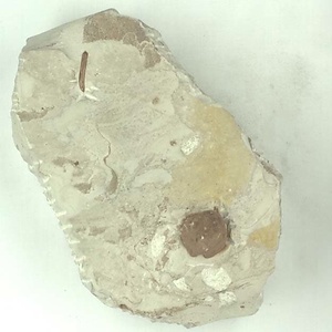 コナラ属の堅果？