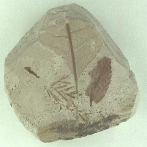 ヌマスギ属の一種