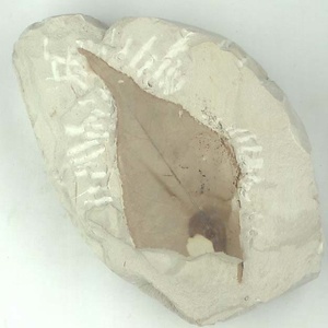 エオワイティアナポプラ