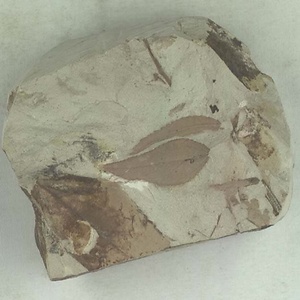 エオワイティアナポプラ