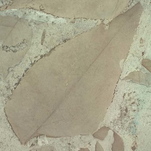 エオワイティアナポプラ