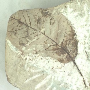 ヨコヤマヌマミズキ