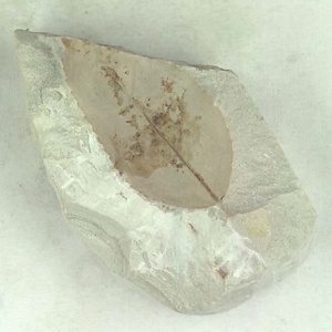 エオワイティアナポプラ