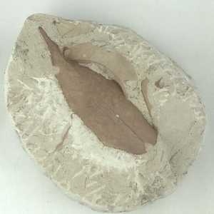 エオワイティアナポプラ