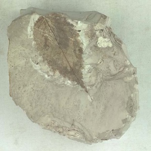 ニセチドリノキ