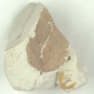 ニセチドリノキ