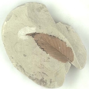 ニセチドリノキ