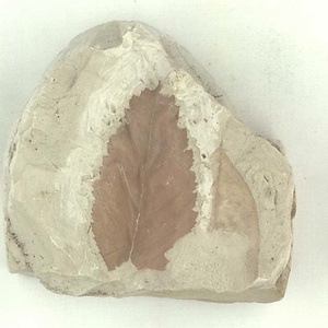 ニセチドリノキ