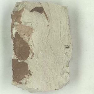 ニセチドリノキ