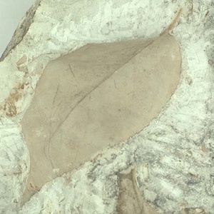 シキシマツバキ