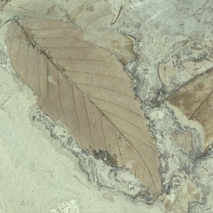 ニセチドリノキ