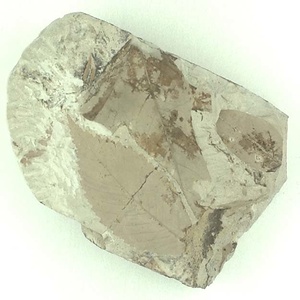 ニセチドリノキ