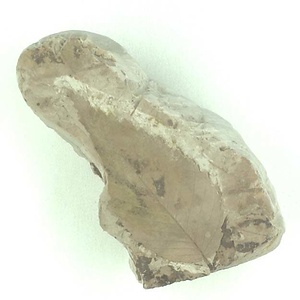 ニセチドリノキ