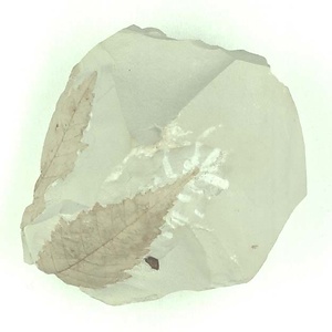 ニセチドリノキ