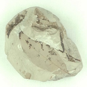 シイ属の一種？