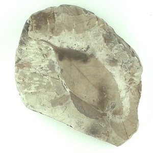 マテバシイ属の一種？