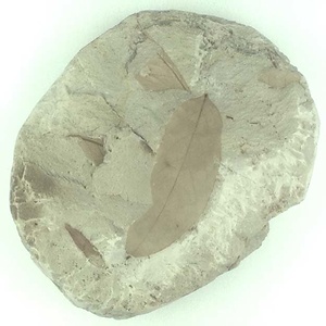 モチノキ属の一種