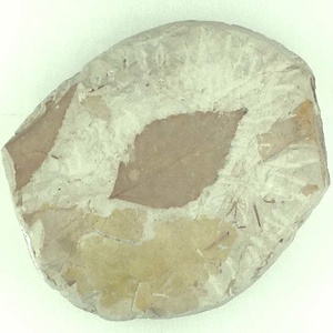 ムカシナガエブナ