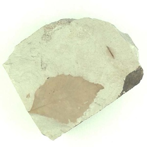 ムカシナガエブナ