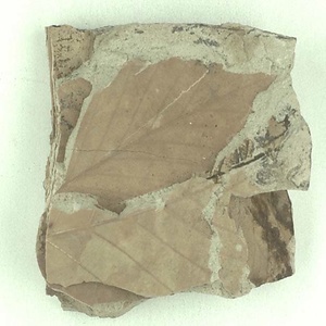 ムカシナガエブナ