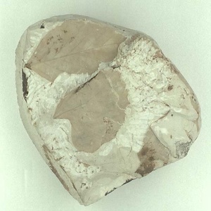 ムカシナガエブナ