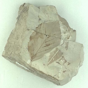 ムカシナガエブナ