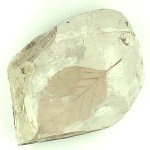 ムカシナガエブナ