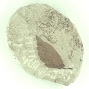 ムカシナガエブナ