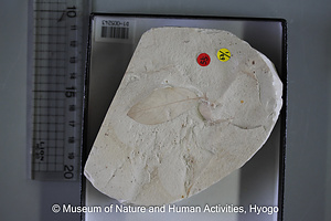 クロモジ属の一種