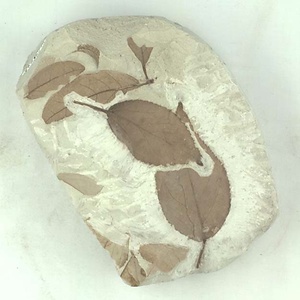 エオワイティアナポプラ