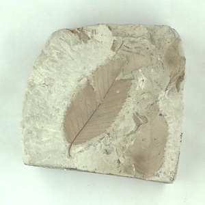 ニセチドリノキ