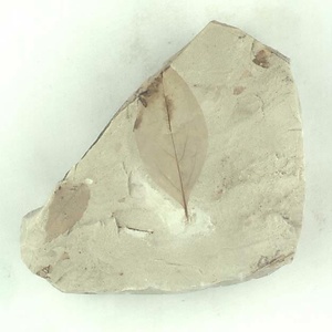 クロモジ属の一種