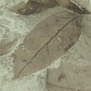 ツツジ属の一種