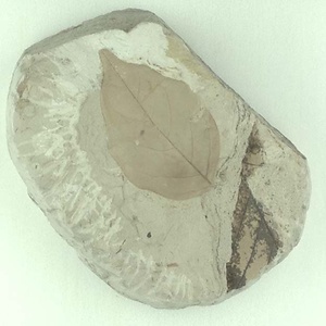 クロモジ属の一種