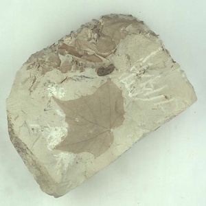 カエデ属の一種