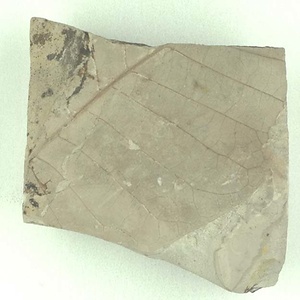 ヨコヤマヌマミズキ