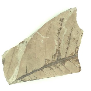 ヨコヤマヌマミズキ