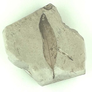 ツツジ属の一種