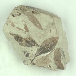 ツツジ属の一種