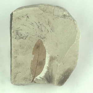 ツツジ属の一種