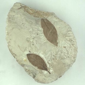 ツツジ属の一種