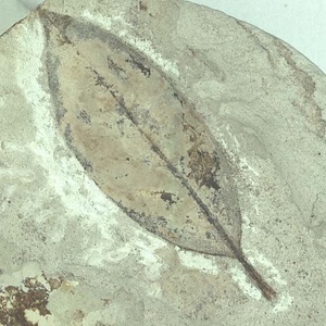 ツツジ属の一種