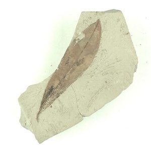 ツツジ属の一種