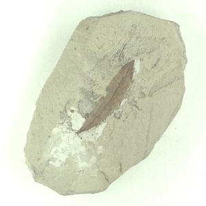 ツツジ属の一種